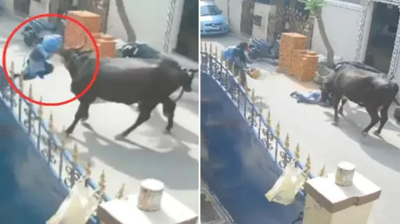 Delhi News,Faridabad News,Haryana,Chennai Viral Video,Latest News in Hindi,Trending Story,case against cattle owner,Chennai corporation,Trending Video,Viral Video,Cow Attack on Girl,Cow Attack on Girl Viral Video,Cow Attack on Girl Video,Cow Attack on Girl in Chennai,Cow Attack on Girl in Chennai Viral Video,Trending News
