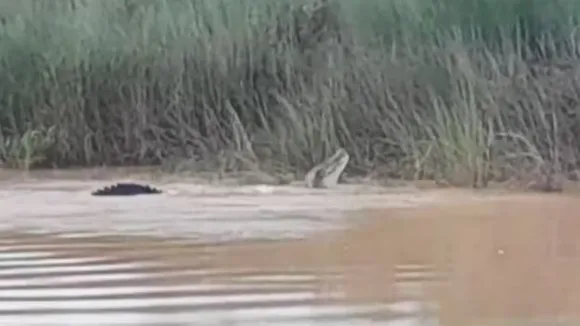 crocodile eats woman, crocodile attack in odisha, odisha woman attacked, woman attacked by crocodile, Odisha