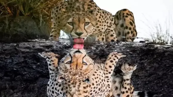 Cheetah photo, viral cheetah, virak, trending, top Bengali, optical illusion