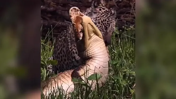 Leopard hunts crocodile, shocking wildlife video, wildlife video, leopard and crocodile fight video, Leopard jumped on crocodile, Leopard grabbed crocodile jaw, Leopard attack on crocodile, animal fight video, animal fight, animal video, trending video, Leopard video, Leopard attack video, viral video of Leopard attack,