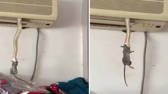 Latest Snake Video,Snake Captures Rat Video,Snake eats Rat Video,Snake Emerges From AC,Snake Video,Viral Snake Video">