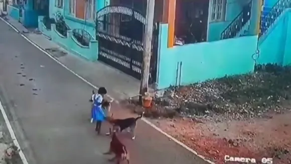 Dog attack, dog attacks child, street dog attack, violent street dogs, street dog problem, street dog issue, Tamil Nadu, street dogs attack child, CCTV video, viral video