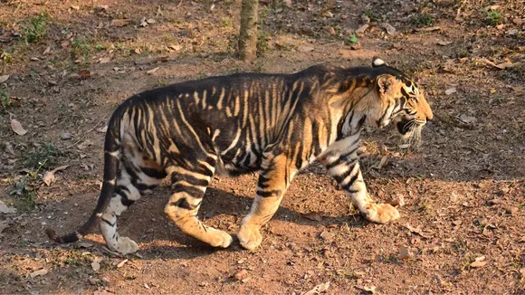 black tiger, kala bagh, rare melanistic tiger, melanistic tiger, viral video, trending video, IFS officer Ramesh Pandey, IFS Ramesh Pandey, Odisha news, rare tiger, IFS Ramesh Pandey tweet, IFS Ramesh Pandey twitter,