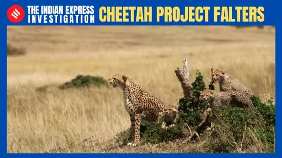 Express investigation, African cheetahs, cheetah, cheetah deaths at Kuno, Kuno National Park (KNP), Cheetah Action Plan 2022, cheetah deaths, cheetah dies, Kuno National Park, cheetah, madhya pradesh, Palpur East Forest Range, forest, forest officials, cheetah dies"