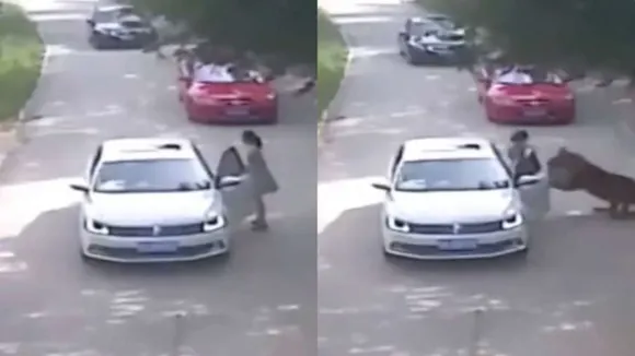 Viral news, tiger attack, tiger, jungle safari, china, trending news, social media news, social media viral, trending video, news, animal park, Beijing