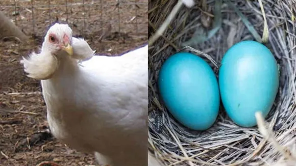 hicken, GK, Eggs, egg colour, black egg, white egg, blue egg, blue colour egg, Araucana lays blue colour egg