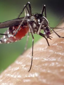 Zika Virus