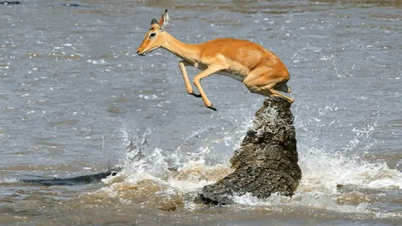 Wildlife Viral Video On Internet