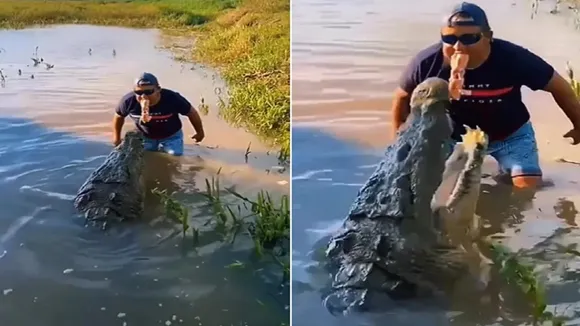 crocodile, crocodile video, crocodile viral video, shocking video, viral videos, trending videos, trending news hindi, Trending News in Hindi, Trending Latest News, Trending News photos, Trending News Videos,