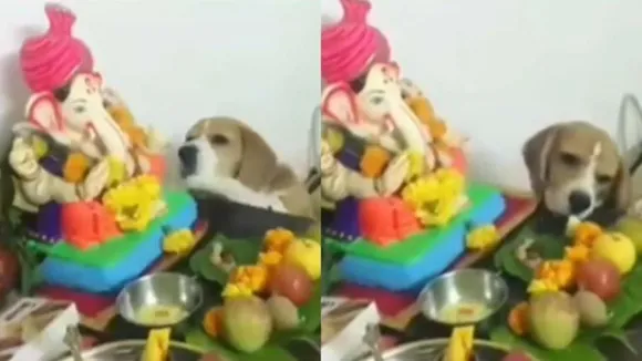 "Viral Videos, Viral News, Trending News, Ganesh Utsav, Ganpati Bappa Morya, Social Media Viral Video, OMG videos,