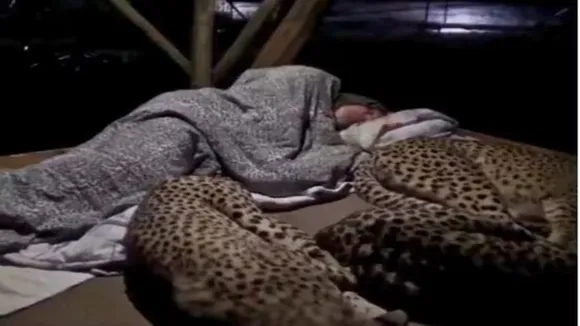 man sleeping with cheetah, cheetah with man viral video, Cheetah viral video, cheetah interesting facts, cheetah cool facts, shocking video, viral videos, trending videos, trending news, twitter videos, twitter viral videos,"