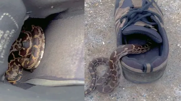 jute mai saanp,snake in shoes,snake viral video,snake video,Snake,cobra,King Cobra,viral video,viral,viral news,viral video of snake,saanp ka viral video,