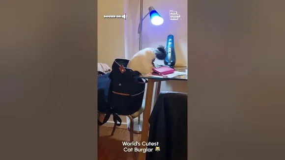 animal video, cat viral video, trending video