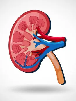 vegetables are tonic for kidney (7)