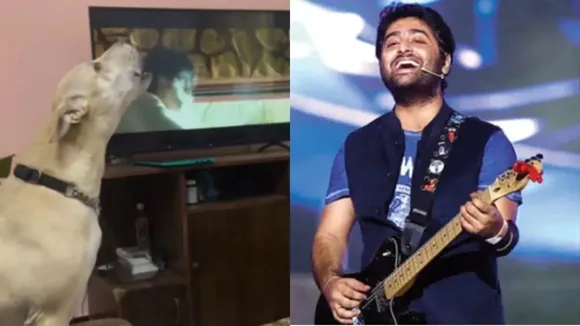 arijit singh,arijit singh dil ka dariya song,dil ka dariya song from kabir singh,dil ka dariya song dog video,entertainment news in hindi,bollywood latest news,dog listening arijit singh video,arijit singh dog video