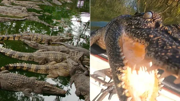 crocodile filled river,river crocodiles video,dangerous boat ride with crocodile,Crocodile alligators attack,Crocodile,Crocodile alligators,Boat,Crocodiles,Viral Video,Viral,Video,viral news,video viral,viral video news,Trending Viral Videos,Trending Viral News,Viral on Internet,Viral Video on Internet,viral news today,latest trending viral news,crocodile packed river,man riding boat viral video,boat riding viral video,ajab gajab news,world news,omg news,Boat Passes Through Crocodiles Video,Crocodile Infested River,crocodile video,Scary Crocodile Video,Terrifying Animal Video,Viral Animal Videos,Viral Crocodile Video"