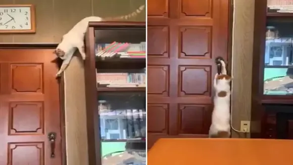 cat ,viral, open door lock, cat viral video, video,