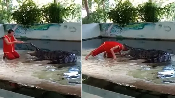 crocodile attack, crocodile attack on man, shocking video, trending videos, viral videos"