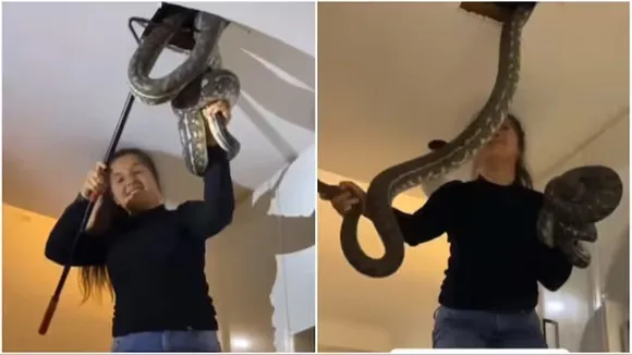 australia, snake, viral video, bare hands, woman, trending, instagram,",