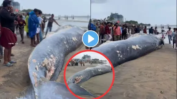 Viral News, Viral News Hindi, Viral News Hindi Today, Video Viral News, Video Viral, Trending News, Trending News Hindi, Trending News In Hindi, Viral, Viral Video, Viral News, Viral Funny Photo, Funny Video Viral, Funny Photos Viral, Social Media Funny Photos, Social Media Funny Videos, Trending Content, Bizarre News, OMG News, Weird News, Kerala Whale, Kerala Whale Carcass, Kozhikode