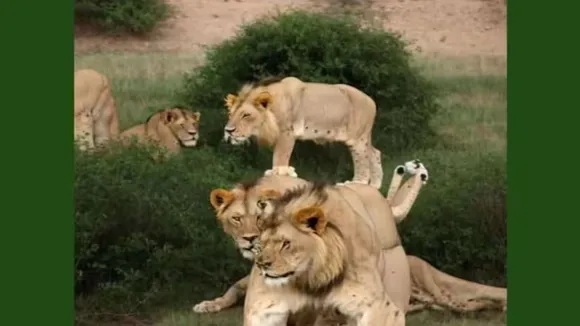 optical illusion, trending news, trending optical illusion, viral news, optical illusion marathi news, sachin tendulkar, group of lions