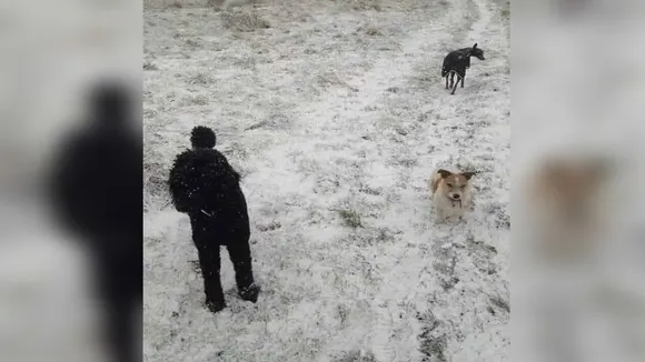 Optical Illusion, Optical Illusion dog, Optical Illusion image, Optical Illusion viral, Optical Illusion snow, Optical Illusion hide, Optical Illusion test, optical illusions, optical illusion pictures, optical illusion art, optical art illusion, best image, viral photos,
