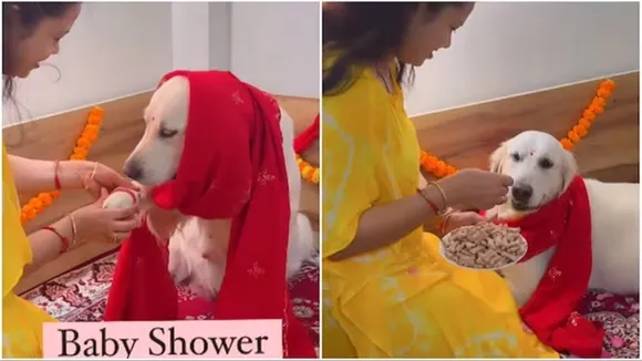 2023 Viral Videos,Pani Puri,Pani Puri Pakoda,Pani Puri Pakoda Viral Recipe,Pani Puri Pakoda Viral Video,Trending Video,Trending Video 2023,VIRAL VIDEO,ফুচকা"dog, baby shower, dog video, cute, adorable, sweet, pet parent, viral video, instagram,"কুকুর,