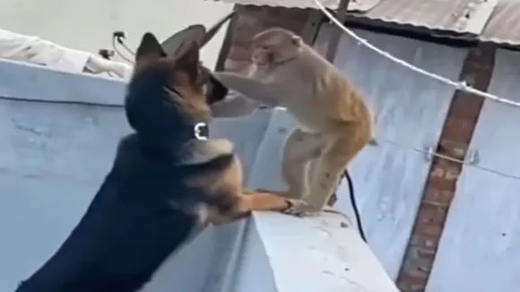 ideo,viral video today,mokey loving dog,mokey loving dog viral video,