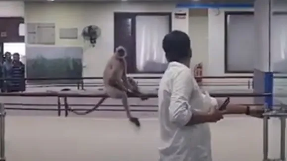 hanuman roaming in nabannas 13th floor , নবান্নের ১৩ তলায় ঘুরে বেড়াচ্ছে হনুমান