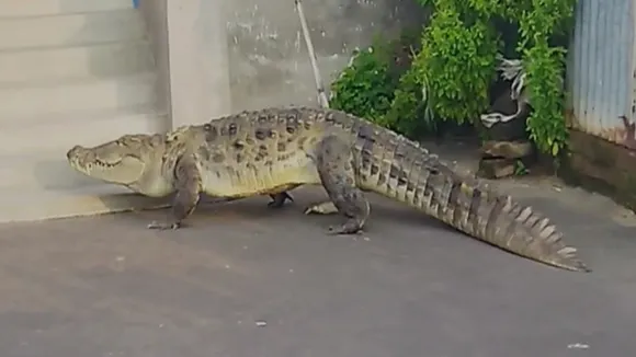 crocodile roams palpara of Kalna burdwan , কালনায় কুমির