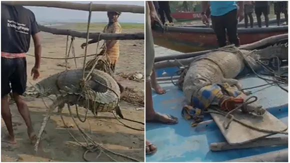 crocodile has been spotted on sea beach of talsari near digha , দিঘা সংলগ্ন তালসারীর সমুদ্র সৈকতে কুমীর দেখা গিয়েছে