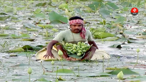 durga puja lotus cultivation burdwan , দুর্গাপুজো পদ্ম ফুল