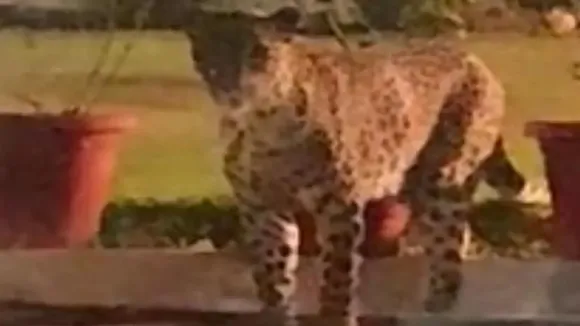 Leopard entered in high court judge bungalow, Leopard in high court judge bungalow, Leopard in judge bungalow, Viral video, trending video, Leopard attack video, Leopard video, Leopard video viral, Leopard viral video"