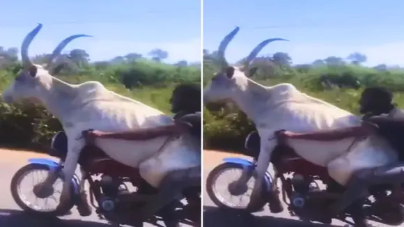 viral
