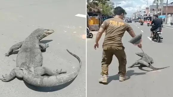 lizard,man trying to remove komodo dragon with stick,lizard on road video,komodo dragon road video,komodo dragon road viral video,road par dikhi chhipkali,lizard road video,ajab gajab news,viral news,omg news,amazing news,shocking news,trending news,hatke khabar,khabren zara hatke,weird news,ajeebogareeb khabar,omg khabar,