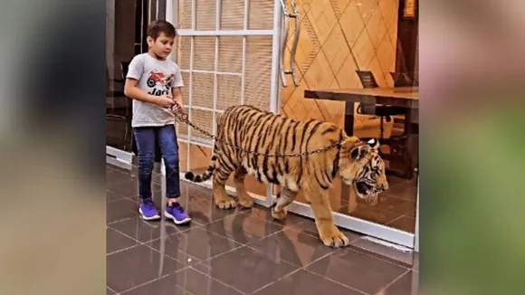 animals video, shocking video, tiger viral video, trending videos, viral videos"