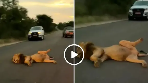 Lion Eats A Giraffe, What Happens When Lion Eats A Giraffe, Lion Eats A Giraffe Video, Lion Eats A Giraffe Viral Video, Latest Viral Video, Viral Video Today, Trending Video, Viral Video In Bengali, Viral Video Bangla,Bangla News, Latest Bangla News, News in Bangla, Bengali News, Latest Bengali News, News in Bengali">