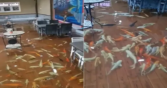 viral fish theme,Restaurant created unique theme,thailand viral videos,trending twitter videos. viral new