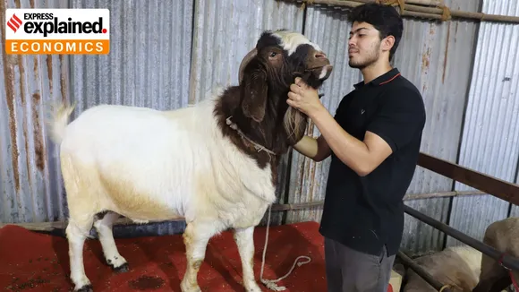 goat milk