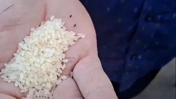 Insects in Malda Manikachke ration rice , মালদার মানিকচকে রেশনের চালে পোকা