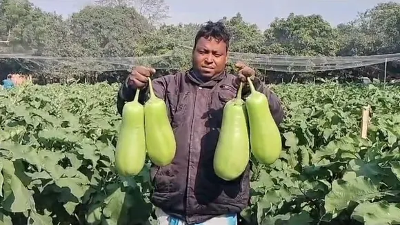 still huge demand for Nawabganj brinjal of Malda