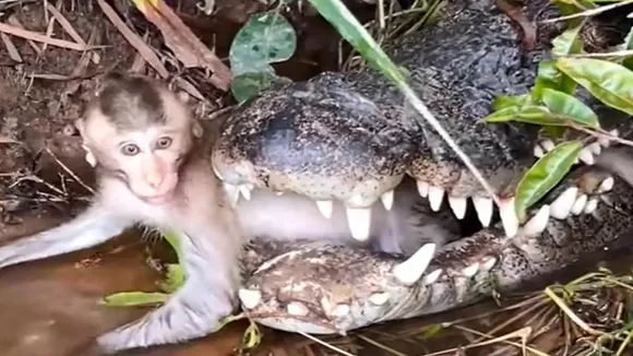 Crocodile vs Monkey,monkey party while dying,monkey in crocodiles jaw,Monkey eating while dead,wildlife shocking video,amazing wildlife video,latest news,trending news,weird news in hindi,viral news in hindi,Shocking Viral Video,trending Video,Viral news in hindi,Viral Clip,Moneky Crocodile Clip,Viral Video Wildlife"