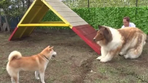 japanese man, dog man, viral video, bizarre, weird, agility test, dog,",