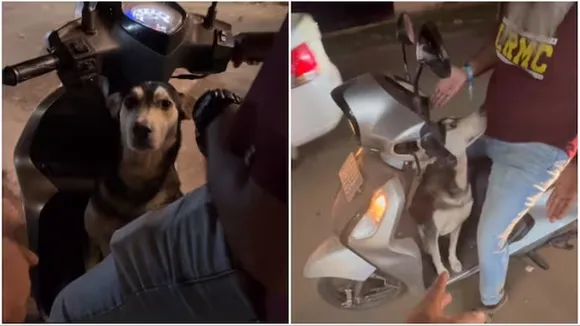 dog, hitchhiker, wanderlust, viral video, goa, trending, instagram,",