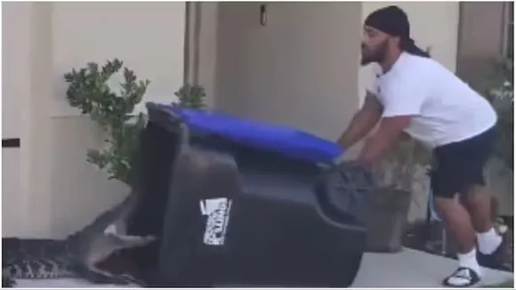 viral videos, alligator, man captures alligator, florida, USA, nail-biting video",