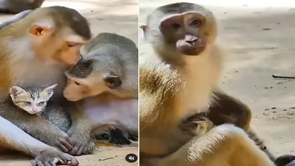 emotional video. kindness viral video,trending,VIral Video,cat and monkey,Viral video of cat,viral video of monkey,monkey taking care of cat like child