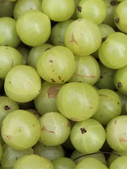 benefits of eating amla in winter diet health tips gujarati news