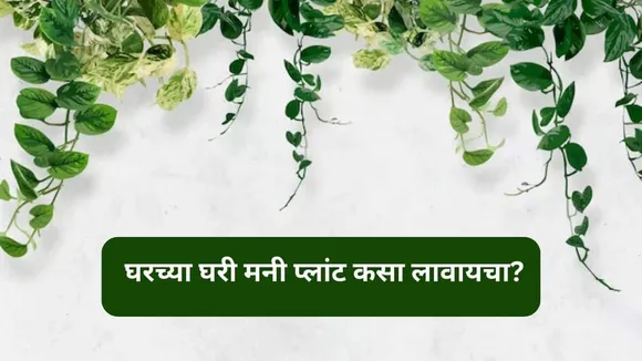 Money Plant