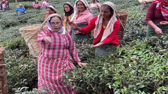 mamata banerjee chaa sundari scheme tea workers bleak future , মমতা ব্যানার্জী চা সুন্দরী অন্ধকার ভবিষ্যৎ
