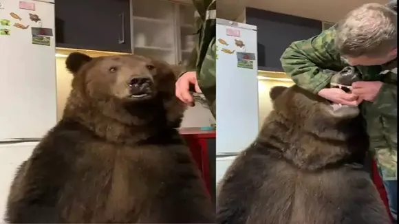 "viral news, trending news, trending video, bear tooth brush video